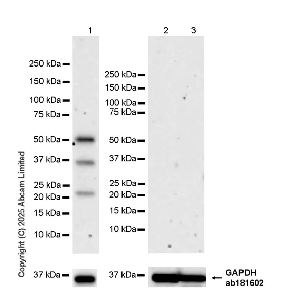 Western blot - Anti-Sp8 antibody [EPR29574-561] (AB324637)