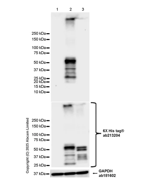 Western blot - Anti-Sp8 antibody [EPR29574-561] (AB324637)
