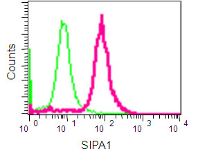 Flow Cytometry (Intracellular) - Anti-Spa-1 antibody [EPR14134] (AB189929)