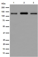 Western blot - Anti-Spa-1 antibody [EPR14134] (AB189929)