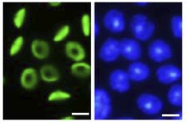 Immunocytochemistry/ Immunofluorescence - Anti-SPACA1 antibody - C-terminal (AB191843)