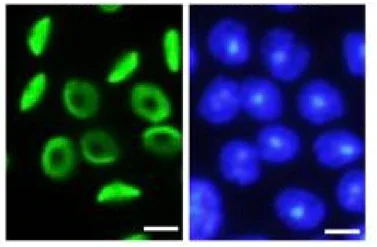 Immunocytochemistry/ Immunofluorescence - Anti-SPACA1 antibody - C-terminal (AB191843)