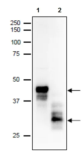 Western blot - Anti-SPACA1 antibody - C-terminal (AB191843)