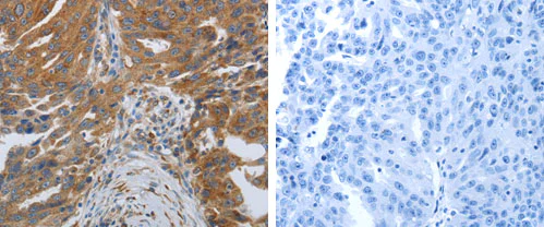Immunohistochemistry (Formalin/PFA-fixed paraffin-embedded sections) - Anti-spag1 antibody (AB183089)