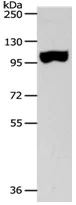 Western blot - Anti-spag1 antibody (AB183089)