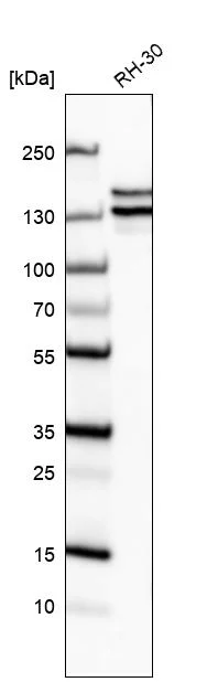 Western blot - Anti-SPAG5 Antibody [CL10078] (AB327130)