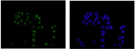 Immunocytochemistry/ Immunofluorescence - Anti-SPAG7 antibody [EPR13391] - BSA and Azide free (AB250412)