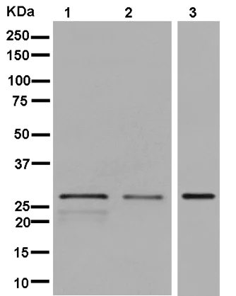 Western blot - Anti-SPAG7 antibody [EPR13391] - BSA and Azide free (AB250412)