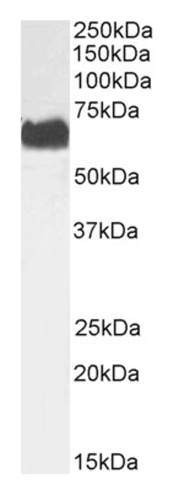 Western blot - Anti-SPAK antibody (AB106936)