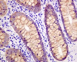 Immunohistochemistry (Formalin/PFA-fixed paraffin-embedded sections) - Anti-SPAK antibody [EPR6394] (AB128894)