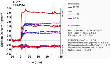 OI-RD Scanning - Anti-SPAK antibody [EPR6394] (AB128894)