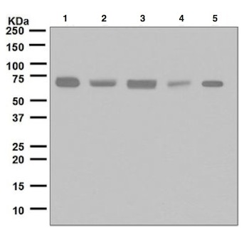 Western blot - Anti-SPAK antibody [EPR6394] (AB128894)
