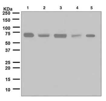 Western blot - Anti-SPAK antibody [EPR6394] - BSA and Azide free (AB248204)