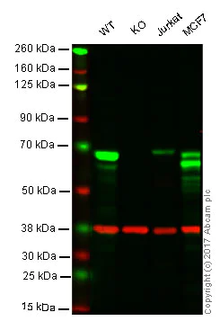 Western blot - Anti-SPAK antibody [EPR6394] - BSA and Azide free (AB248204)