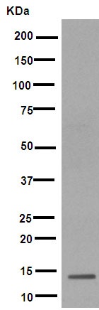 Western blot - Anti-SPANXD antibody [EPR8902] - BSA and Azide free (AB249519), expandable thumbnail