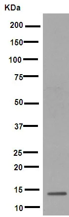 Western blot - Anti-SPANXD antibody [EPR8902] - BSA and Azide free (AB249519)