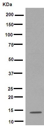 Western blot - Anti-SPANXD antibody [EPR8902] - BSA and Azide free (AB249519), expandable thumbnail