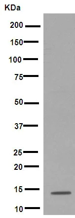 Western blot - Anti-SPANXD antibody [EPR8902] - BSA and Azide free (AB249519)