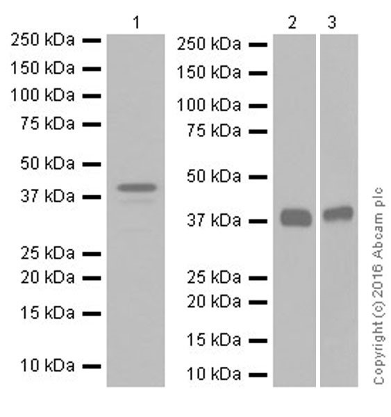 Western blot - Anti-SPARC antibody [EPR20121] (AB207743), expandable thumbnail