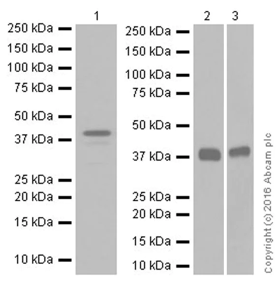 Western blot - Anti-SPARC antibody [EPR20121] (AB207743)