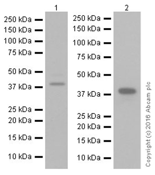 Western blot - Anti-SPARC antibody [EPR20121] (AB207743), expandable thumbnail