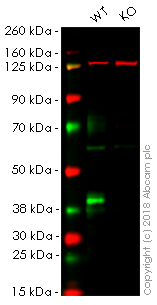 Western blot - Anti-SPARC antibody [EPR20121] (AB207743), expandable thumbnail