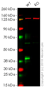 Western blot - Anti-SPARC antibody [EPR20121] (AB207743)