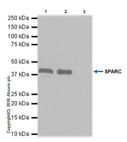 Immunoprecipitation - Anti-SPARC antibody [EPR20121] - Low endotoxin, Azide free (AB223156)