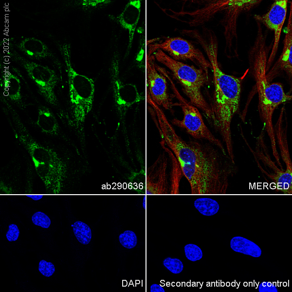 Immunocytochemistry/ Immunofluorescence - Anti-SPARC antibody [EPR25122-122] - BSA and Azide free (ab290647), expandable thumbnail