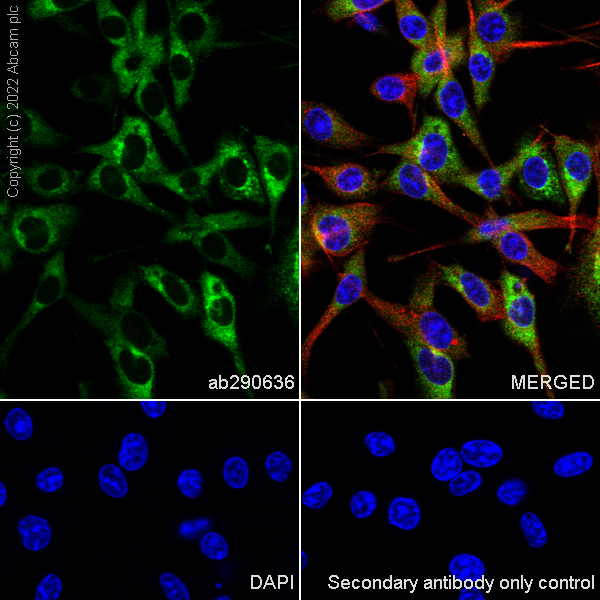 Immunocytochemistry/ Immunofluorescence - Anti-SPARC antibody [EPR25122-122] - BSA and Azide free (ab290647), expandable thumbnail