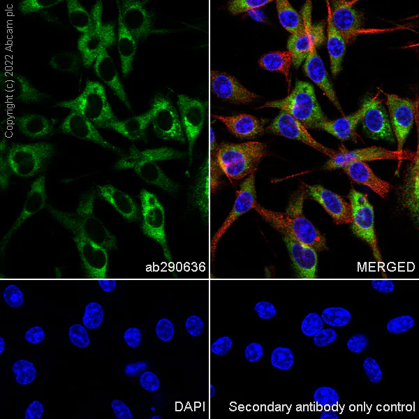 Immunocytochemistry/ Immunofluorescence - Anti-SPARC antibody [EPR25122-122] - BSA and Azide free (AB290647)