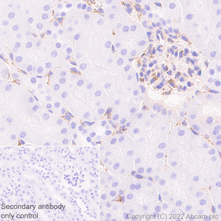 Immunohistochemistry (Formalin/PFA-fixed paraffin-embedded sections) - Anti-SPARC antibody [EPR25122-122] - BSA and Azide free (AB290647), expandable thumbnail