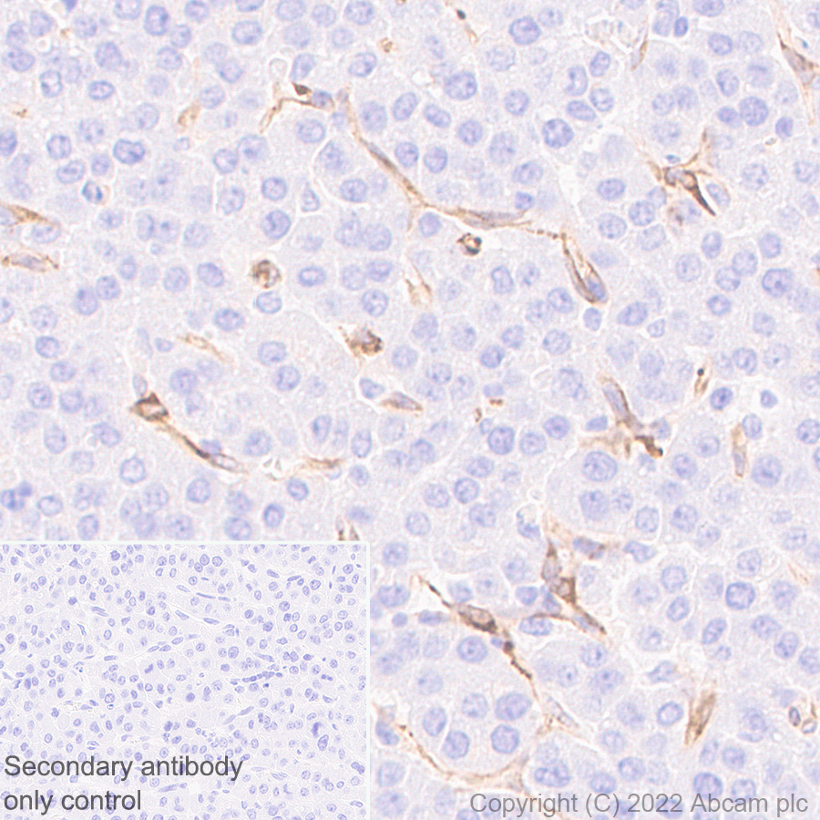 Immunohistochemistry (Formalin/PFA-fixed paraffin-embedded sections) - Anti-SPARC antibody [EPR25122-122] - BSA and Azide free (ab290647), expandable thumbnail
