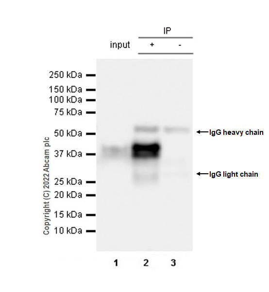 Immunoprecipitation - Anti-SPARC antibody [EPR25122-122] - BSA and Azide free (AB290647), expandable thumbnail