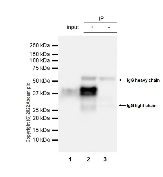 Immunoprecipitation - Anti-SPARC antibody [EPR25122-122] - BSA and Azide free (AB290647)
