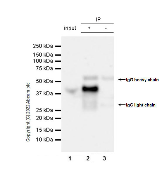Immunoprecipitation - Anti-SPARC antibody [EPR25122-122] - BSA and Azide free (ab290647), expandable thumbnail