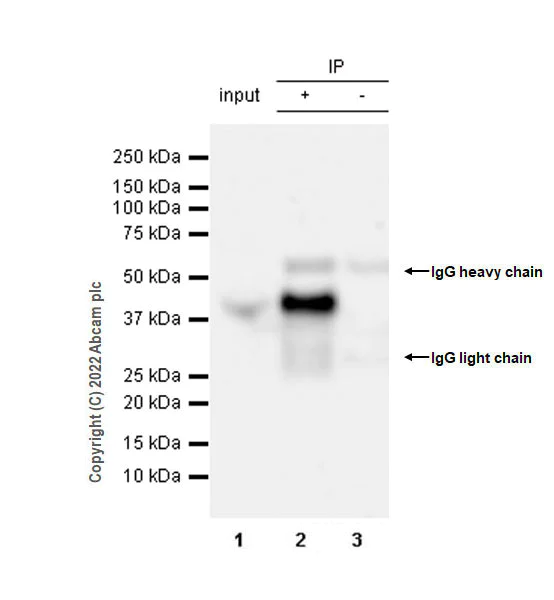Immunoprecipitation - Anti-SPARC antibody [EPR25122-122] - BSA and Azide free (AB290647)