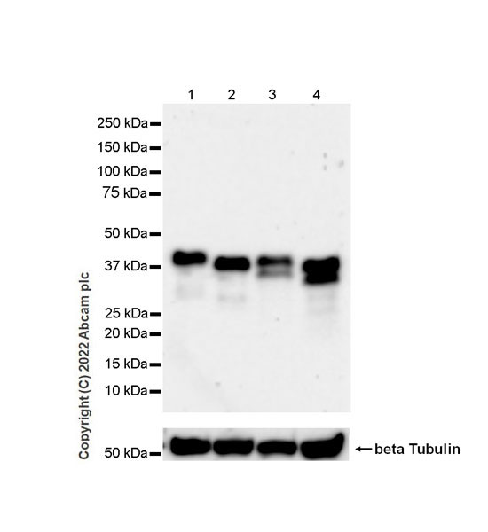 Western blot - Anti-SPARC antibody [EPR25122-122] - BSA and Azide free (AB290647), expandable thumbnail