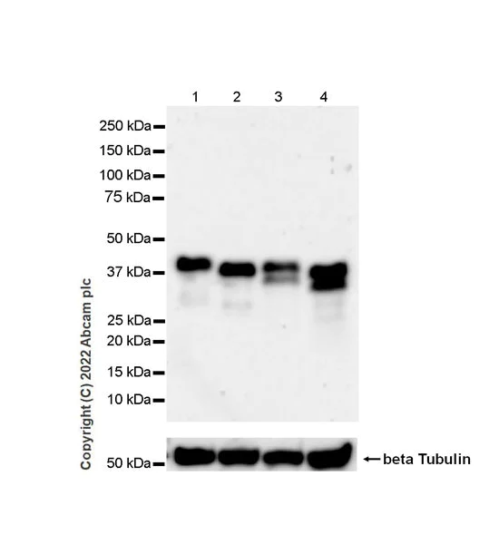 Western blot - Anti-SPARC antibody [EPR25122-122] - BSA and Azide free (AB290647)
