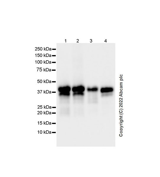 Western blot - Anti-SPARC antibody [EPR25122-122] - BSA and Azide free (AB290647), expandable thumbnail