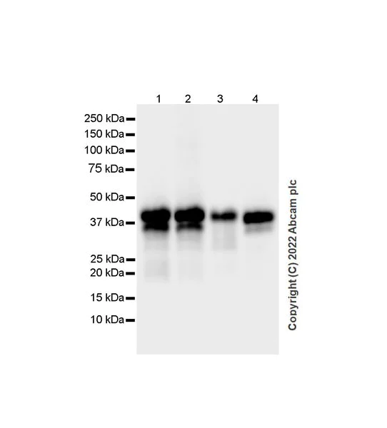 Western blot - Anti-SPARC antibody [EPR25122-122] - BSA and Azide free (AB290647)