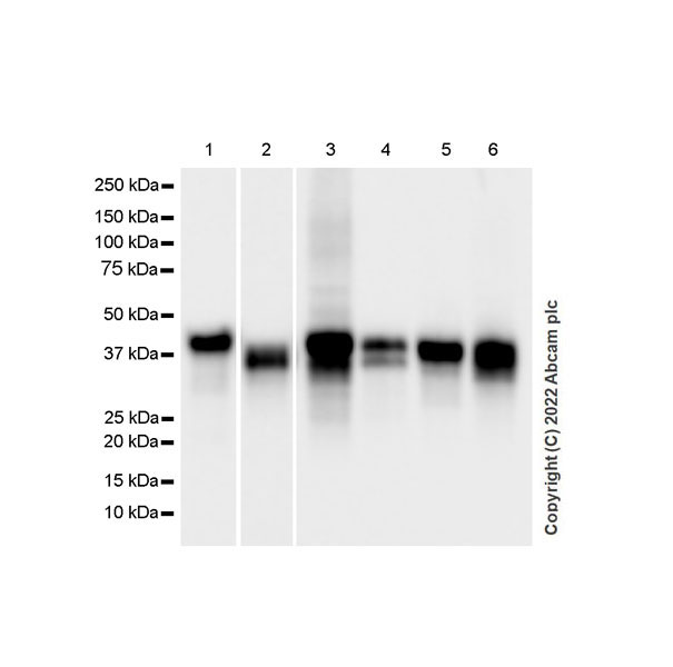 Western blot - Anti-SPARC antibody [EPR25122-122] - BSA and Azide free (AB290647), expandable thumbnail