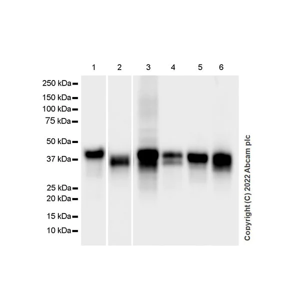 Western blot - Anti-SPARC antibody [EPR25122-122] - BSA and Azide free (AB290647)