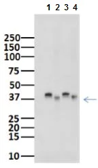 Western blot - Anti-SPARC antibody [SP205] (AB225716)