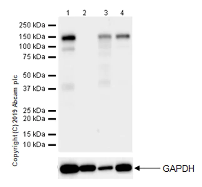 Western blot - Anti-SPARCL1 antibody [EPR22615-277] (AB255597)