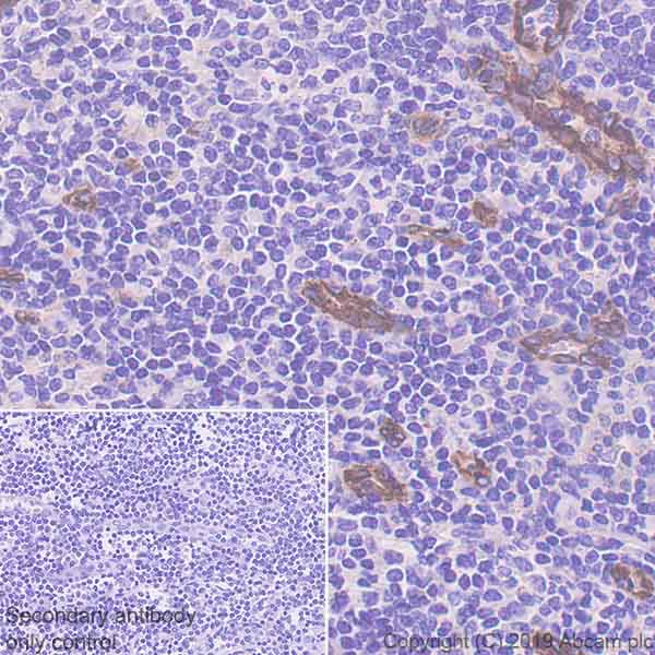 Immunohistochemistry (Formalin/PFA-fixed paraffin-embedded sections) - Anti-SPARCL1 antibody [EPR22615-277] - BSA and Azide free (AB256506), expandable thumbnail