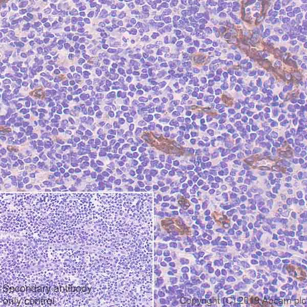 Immunohistochemistry (Formalin/PFA-fixed paraffin-embedded sections) - Anti-SPARCL1 antibody [EPR22615-277] - BSA and Azide free (AB256506)