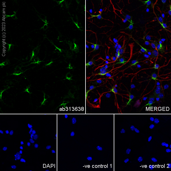 Immunocytochemistry/ Immunofluorescence - Anti-SPARCL1 antibody [EPR28135-54] (AB313638), expandable thumbnail