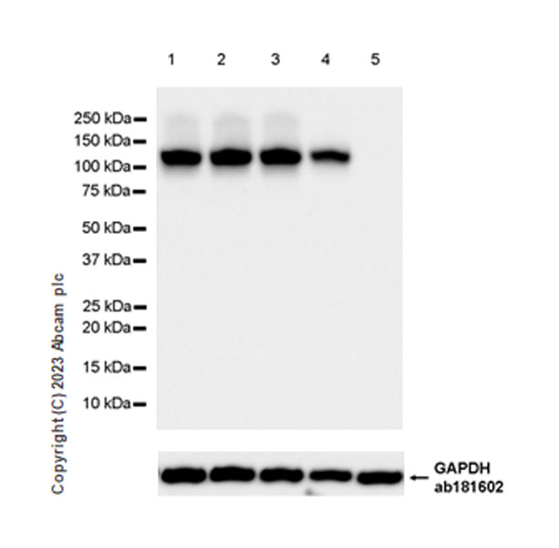 Western blot - Anti-SPARCL1 antibody [EPR28135-54] (AB313638), expandable thumbnail