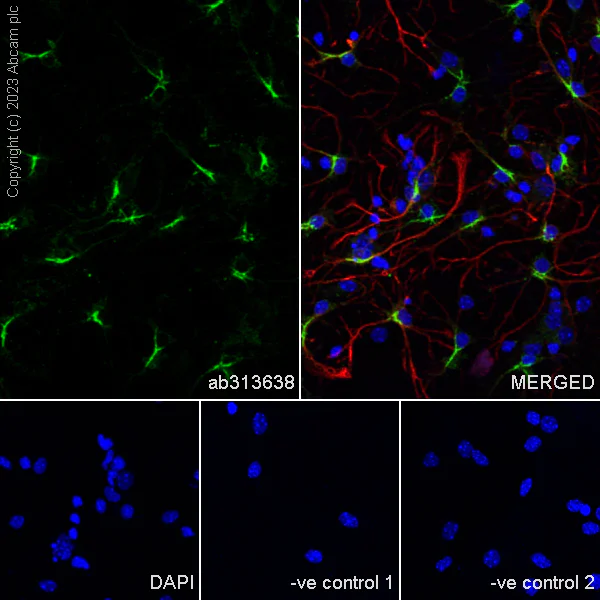 Immunocytochemistry/ Immunofluorescence - Anti-SPARCL1 antibody [EPR28135-54] - BSA and Azide free (AB313639)